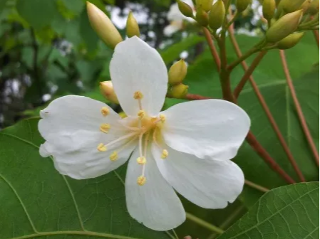 听竹山｜故乡的油桐花开了