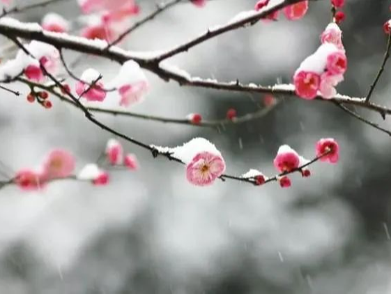 听竹山｜腊梅飘香