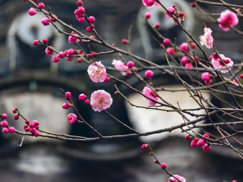 听竹山｜梅花帖